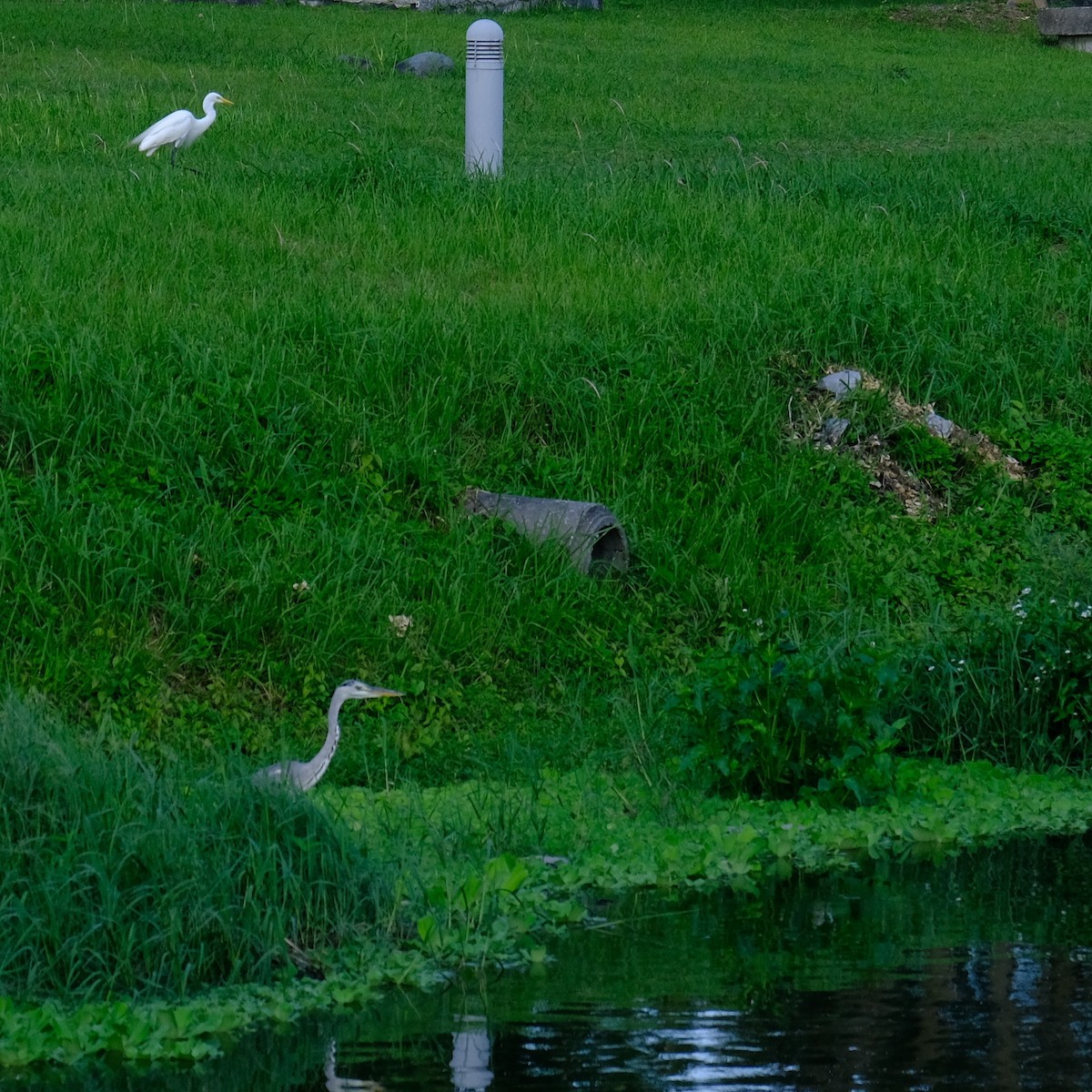 Medium Egret - Kuan Chia Hsiu