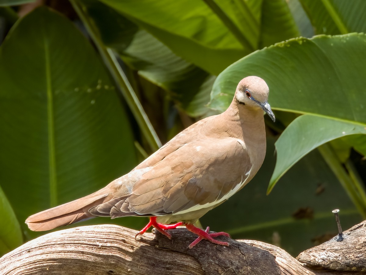 White-winged Dove - Imogen Warren