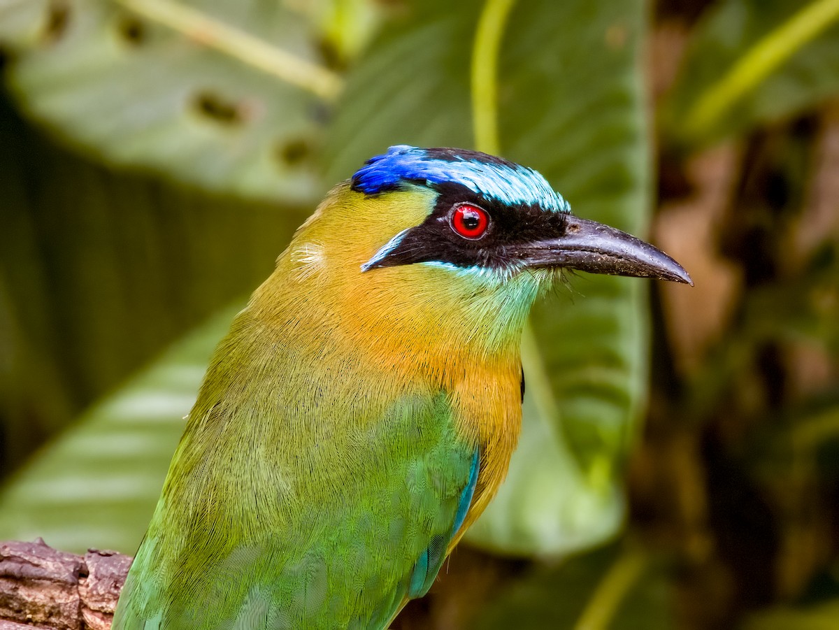 Lesson's Motmot - Imogen Warren