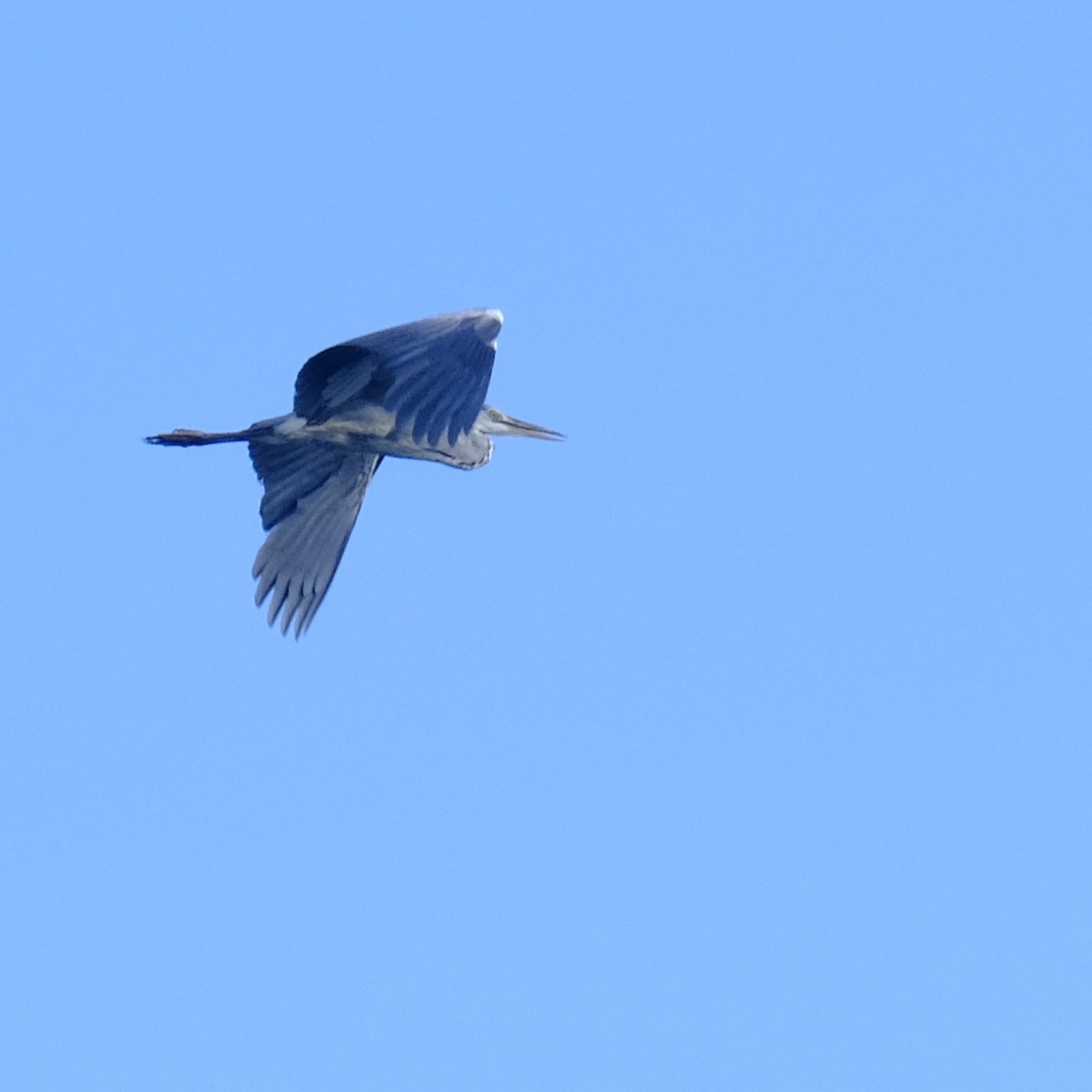 Gray Heron - Kuan Chia Hsiu