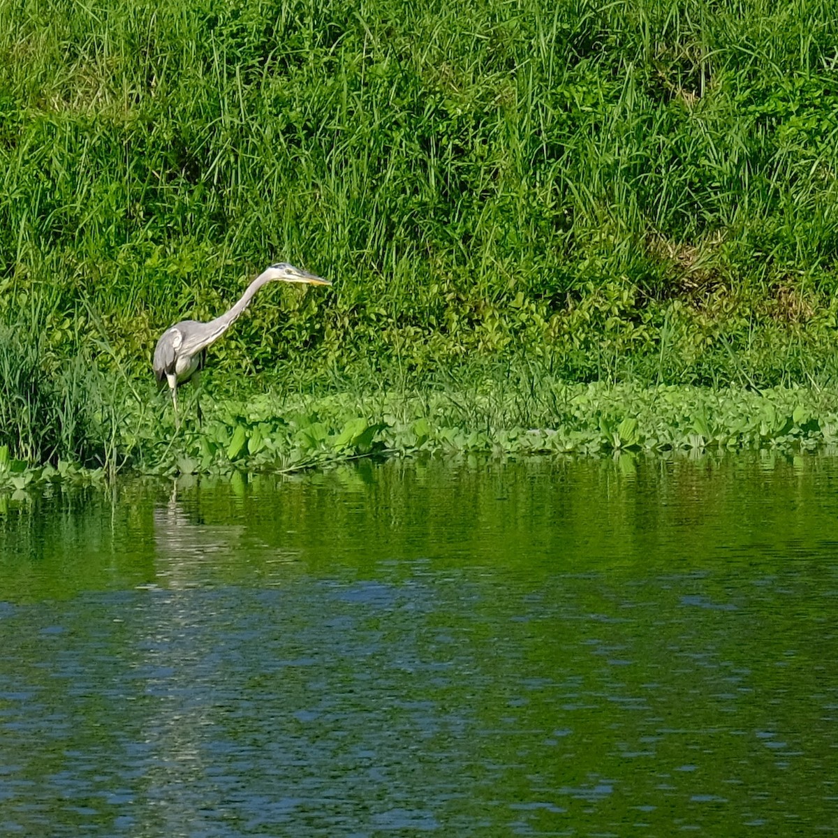 Gray Heron - Kuan Chia Hsiu