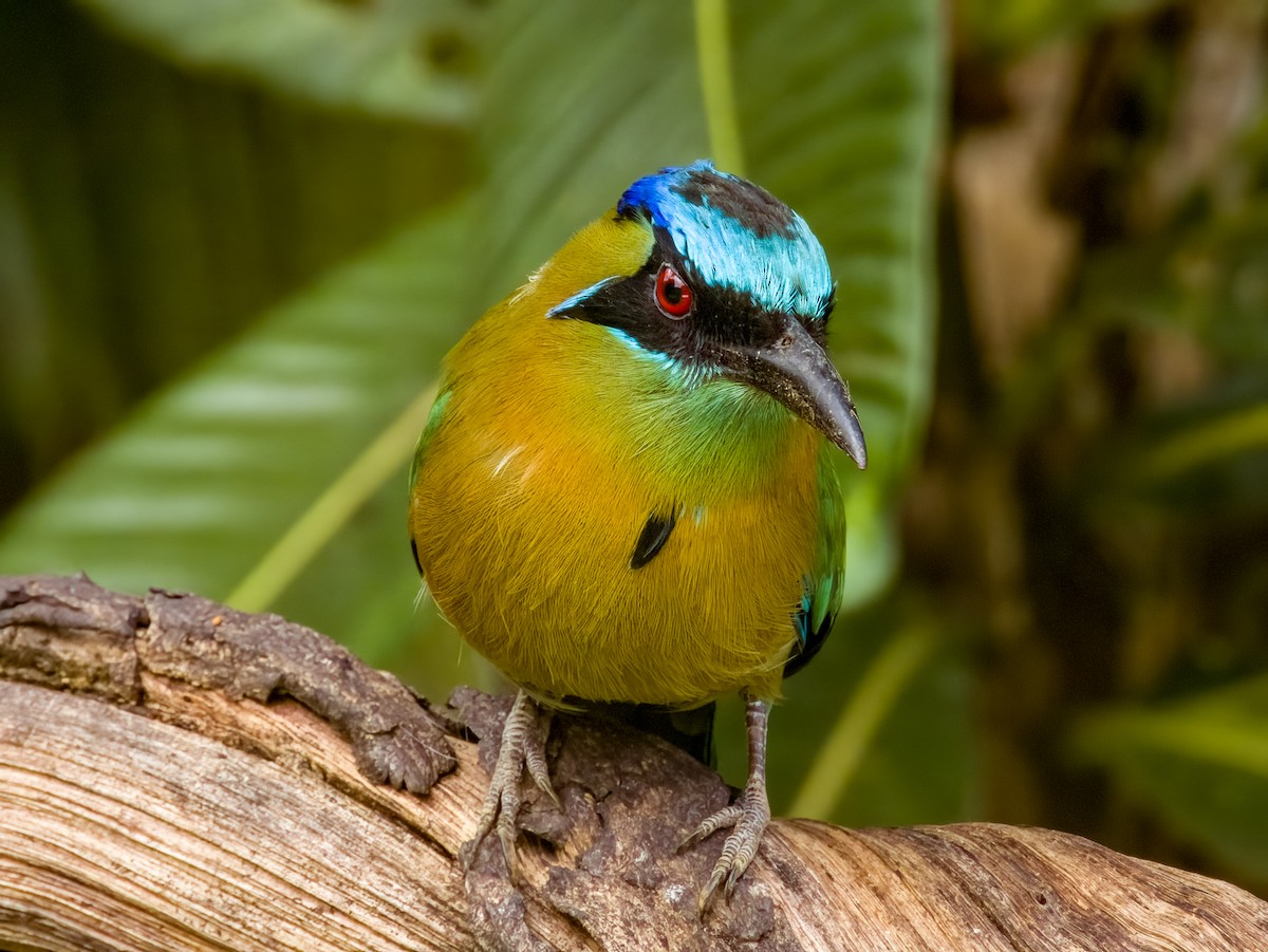 Lesson's Motmot - Imogen Warren