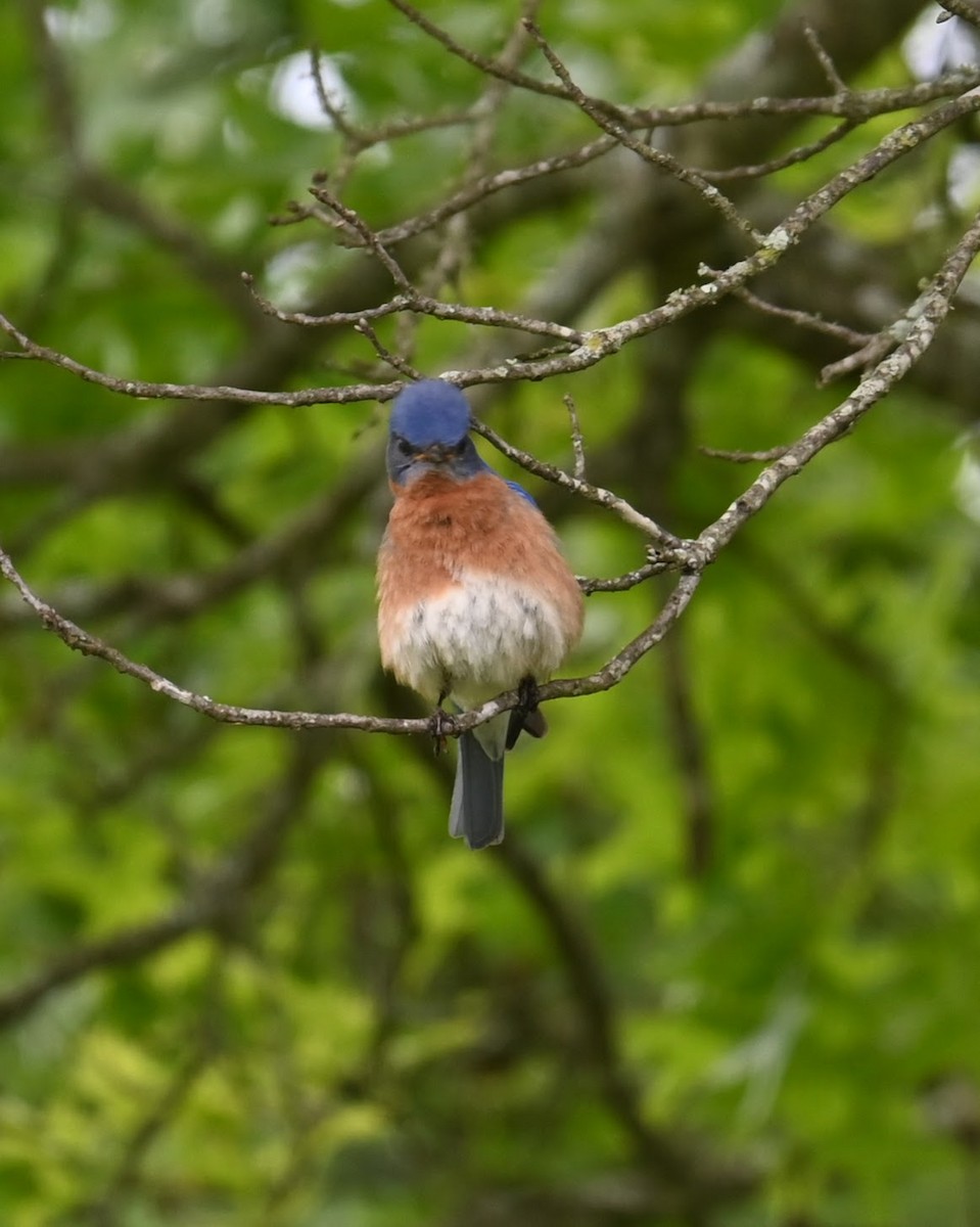 Eastern Bluebird - Skylar Carson-Reynolds