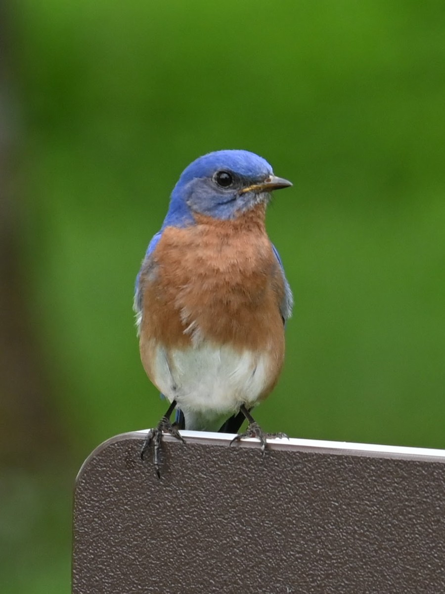 Eastern Bluebird - Skylar Carson-Reynolds