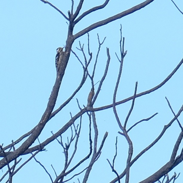 Gray-capped Pygmy Woodpecker - Kuan Chia Hsiu