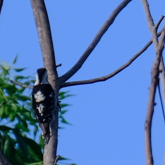 Gray-capped Pygmy Woodpecker - Kuan Chia Hsiu