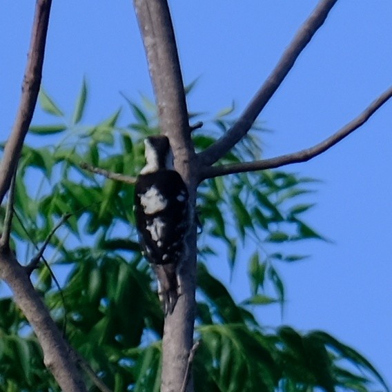 Gray-capped Pygmy Woodpecker - Kuan Chia Hsiu