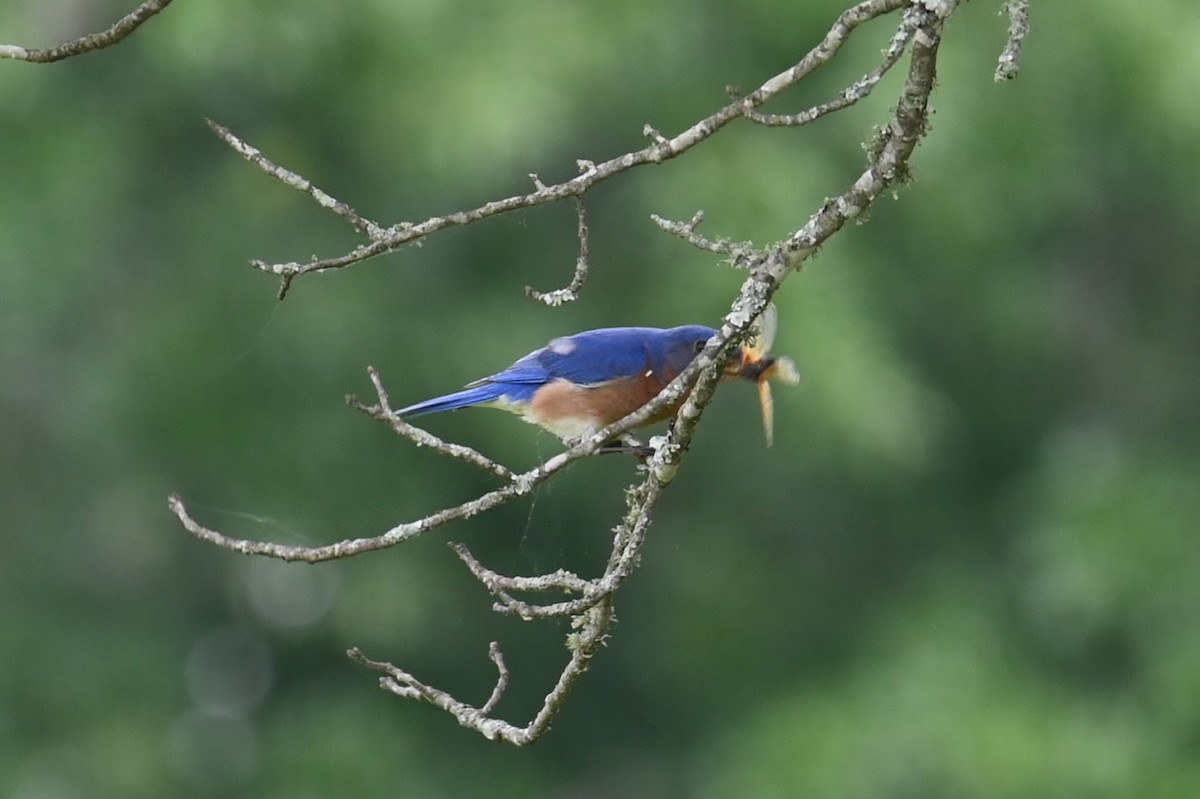 Eastern Bluebird - Skylar Carson-Reynolds