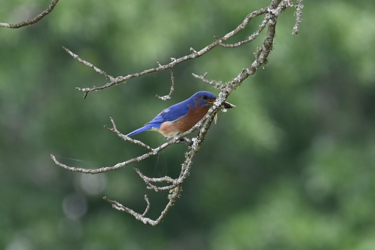 Eastern Bluebird - ML619429016