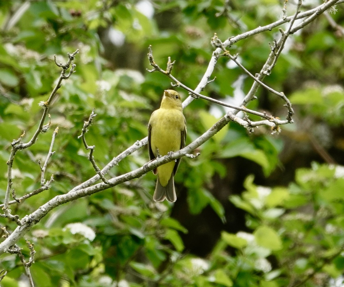 Western Tanager - Jill Punches