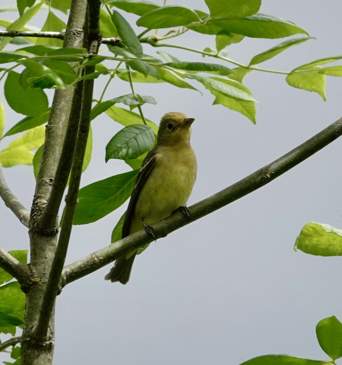 Western Tanager - ML619429021