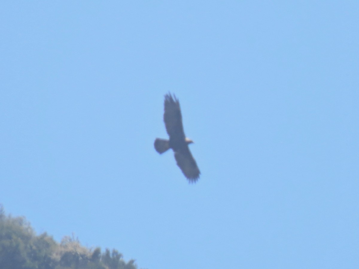 Golden Eagle - Joyce Brady