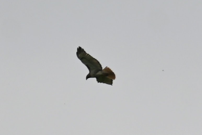 Red-tailed Hawk - Skylar Carson-Reynolds