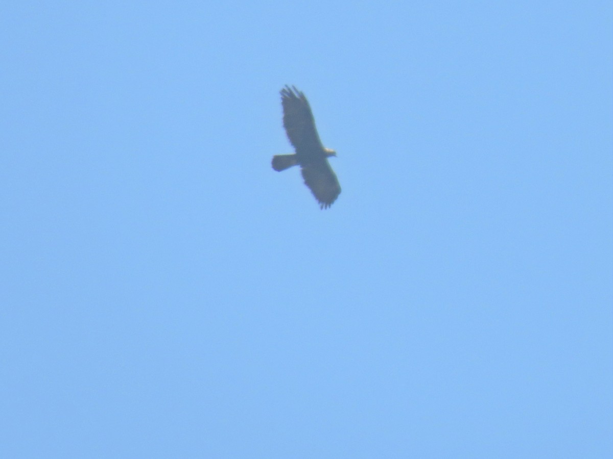 Golden Eagle - Joyce Brady