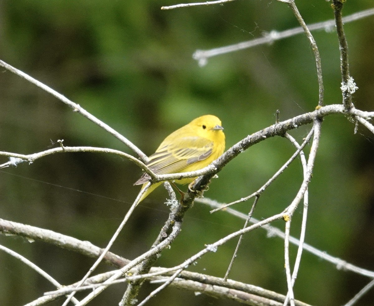 Yellow Warbler - Jill Punches