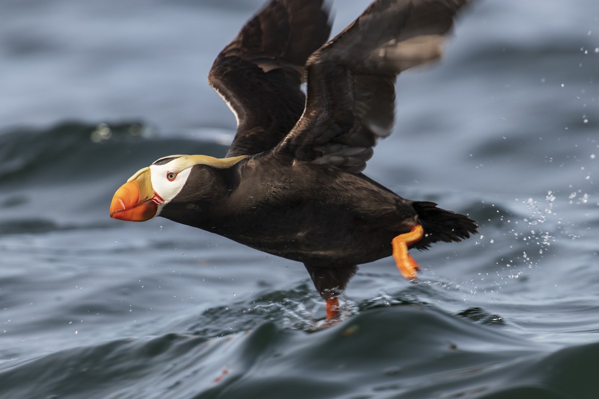 Tufted Puffin - Mark Sawyer