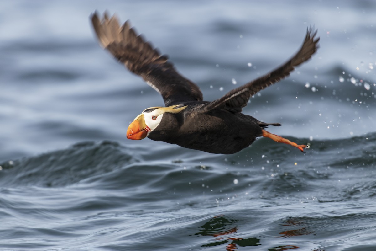 Tufted Puffin - Mark Sawyer