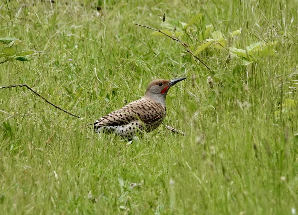Northern Flicker (Red-shafted) - Jill Punches