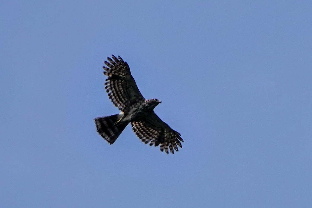 Crested Goshawk - Haofeng Shih