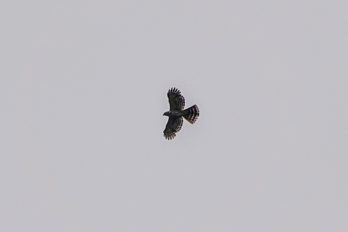 Crested Goshawk - Haofeng Shih