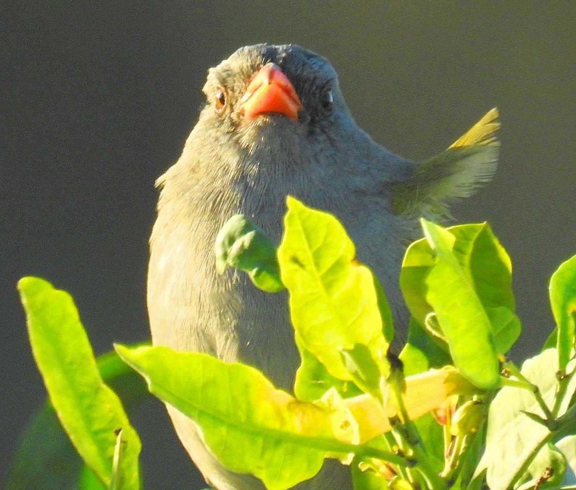 Great Pampa-Finch - Daniel Lescano