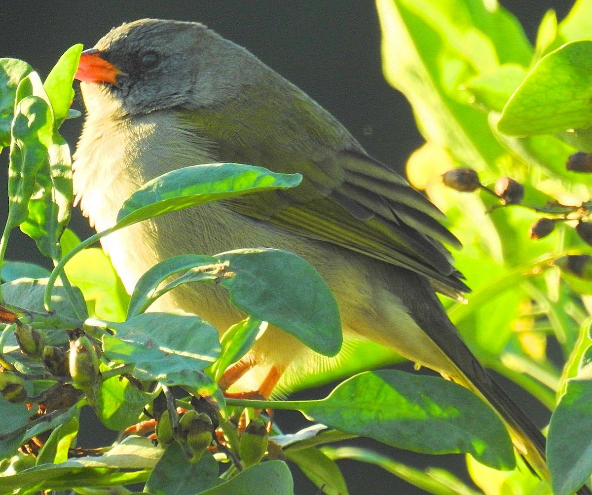 Great Pampa-Finch - Daniel Lescano