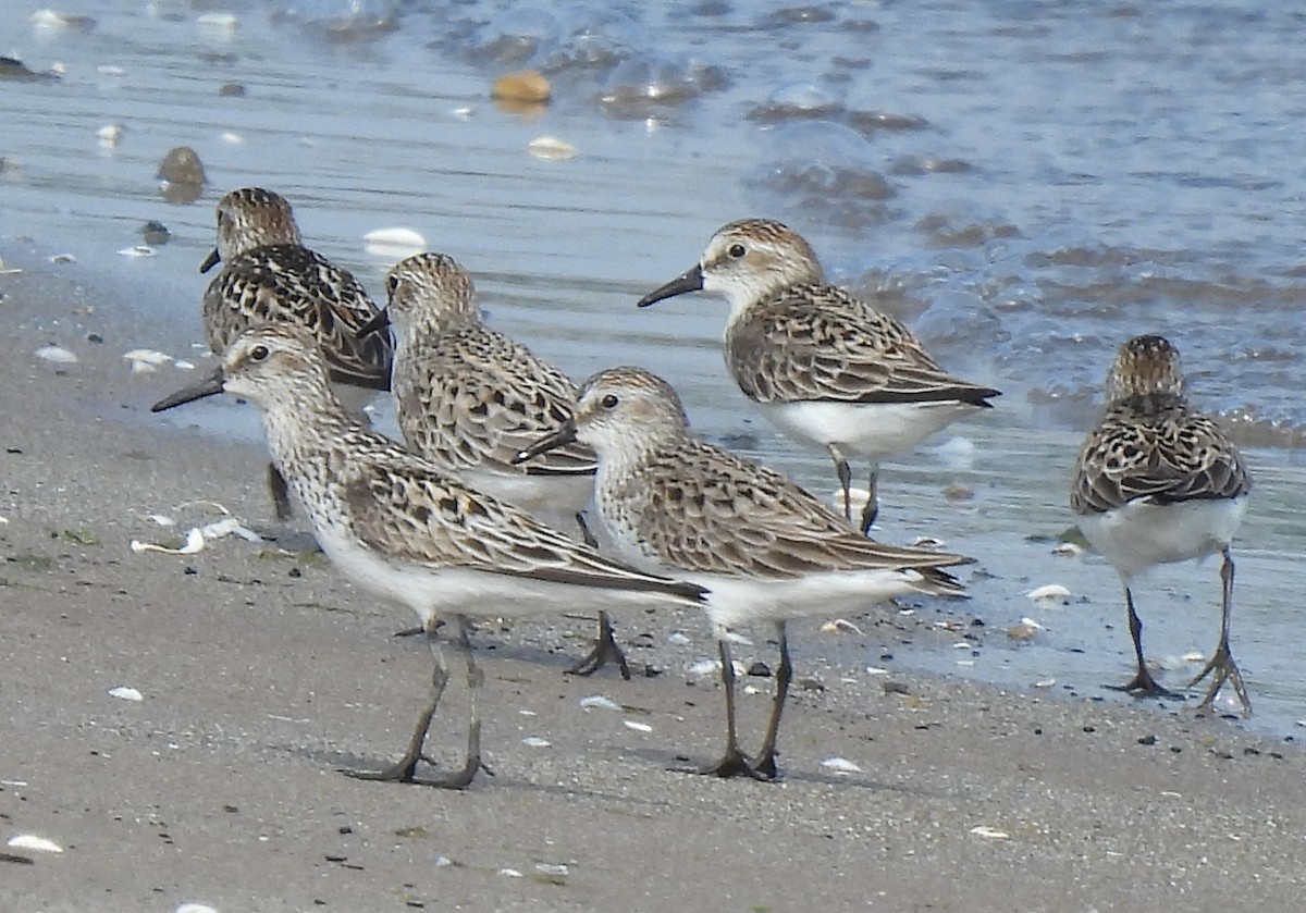 Semipalmated Sandpiper - Tracy W  🐦