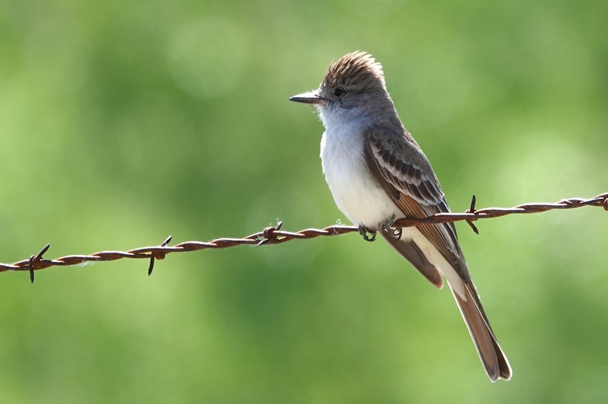 Ash-throated Flycatcher - Peter Williams