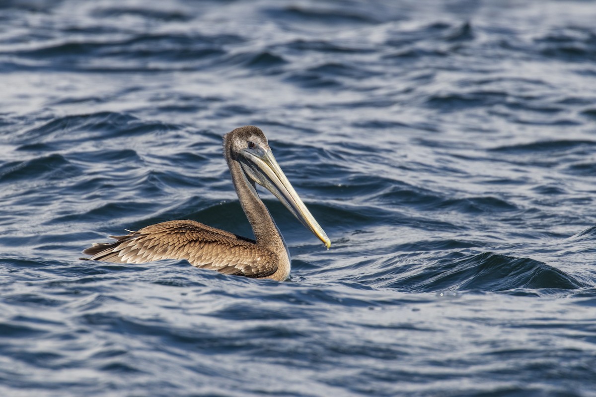 Brown Pelican - Mark Sawyer