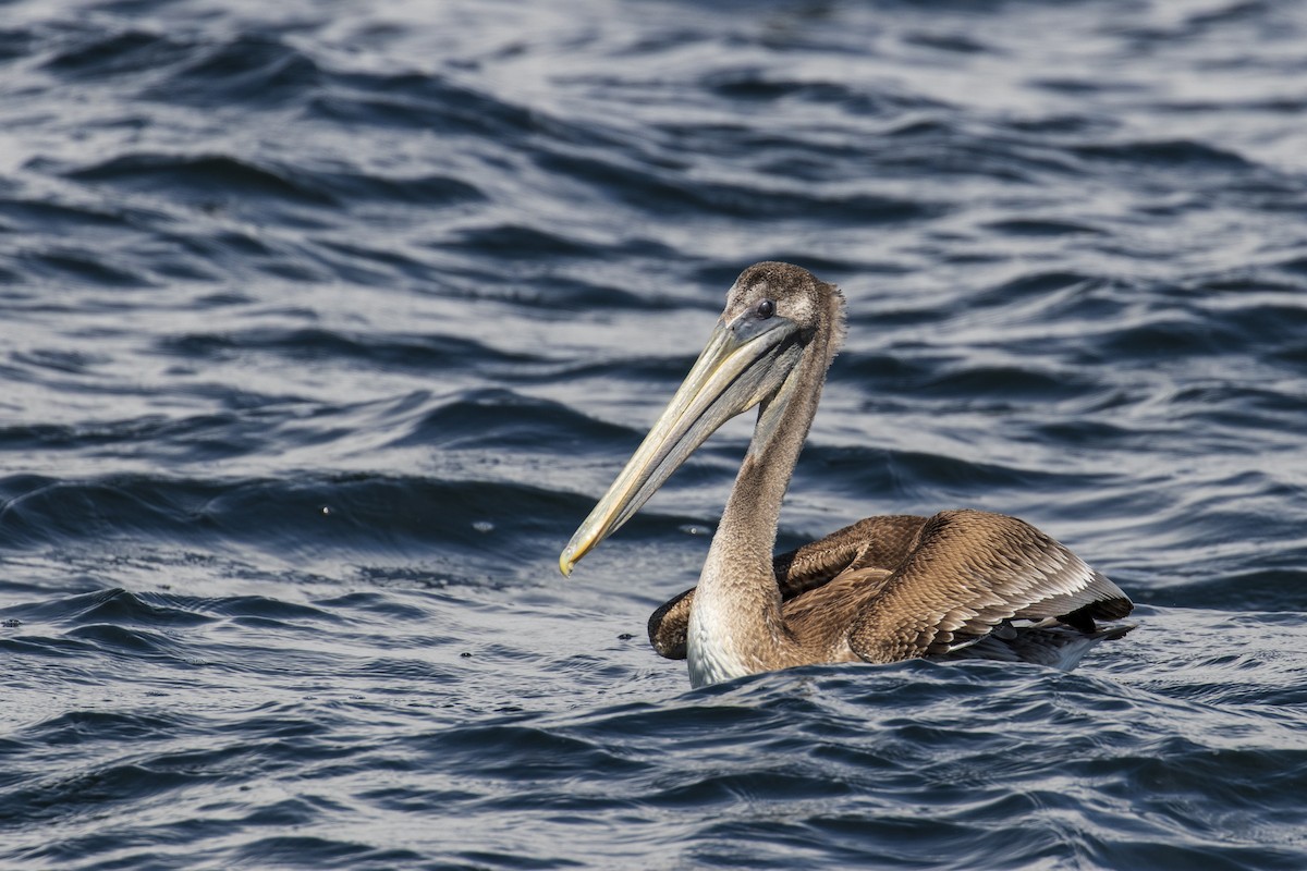 Brown Pelican - ML619429067