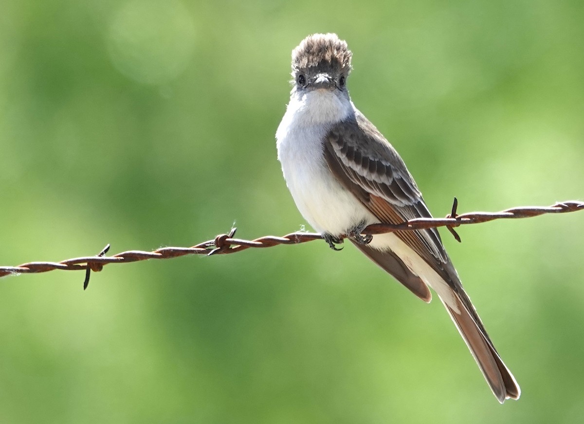 Ash-throated Flycatcher - Peter Williams