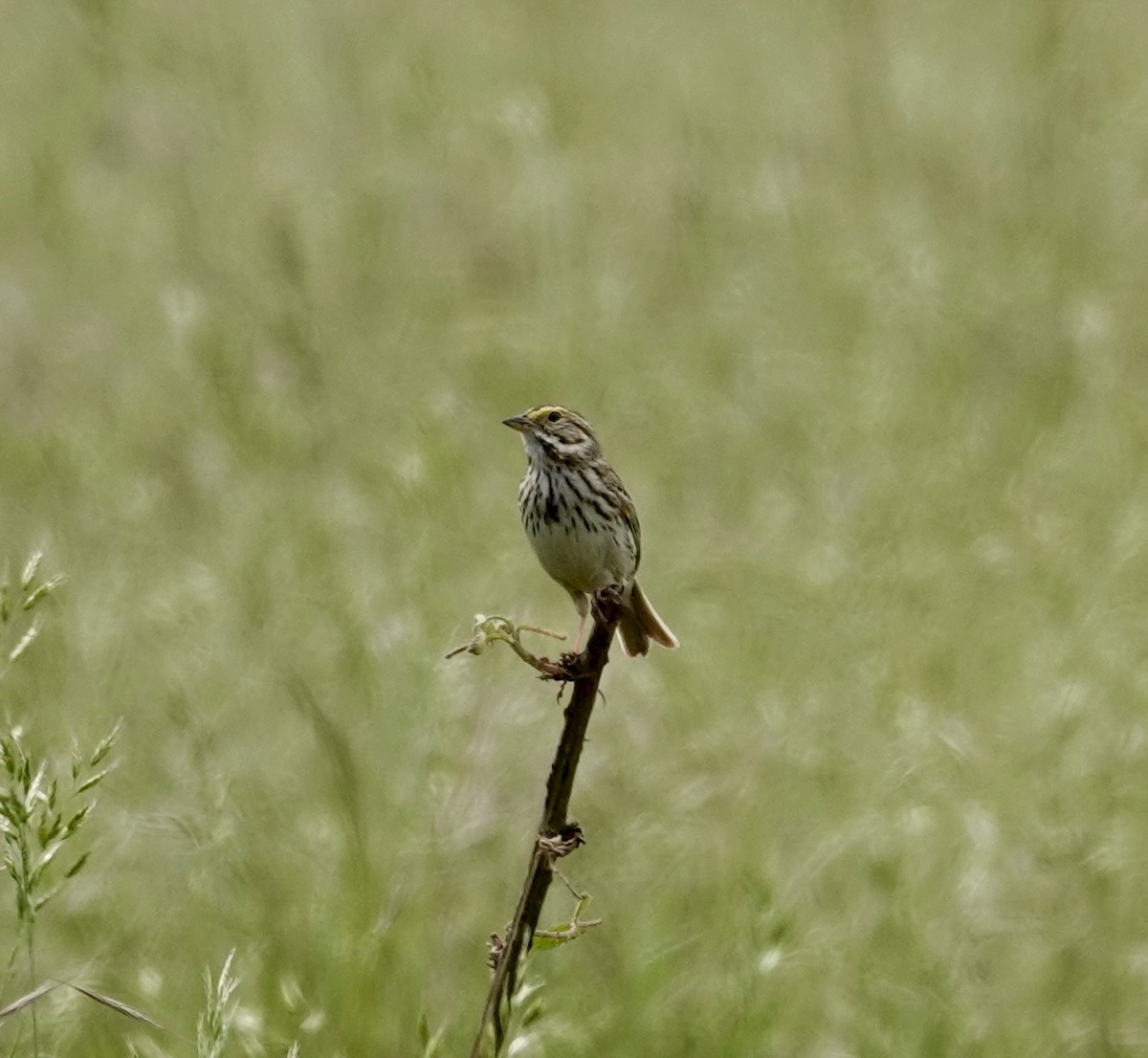 Savannah Sparrow - Jill Punches