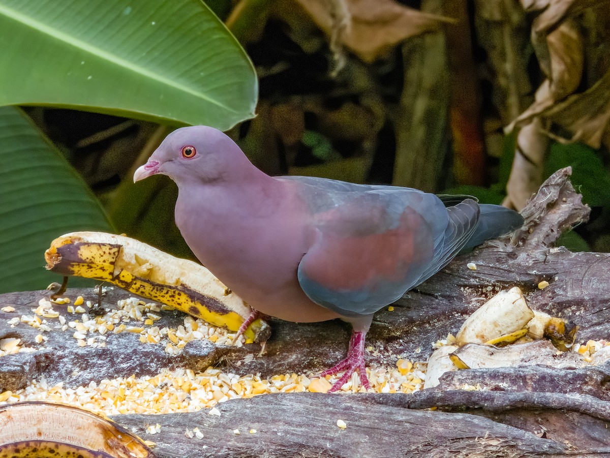 Red-billed Pigeon - Imogen Warren