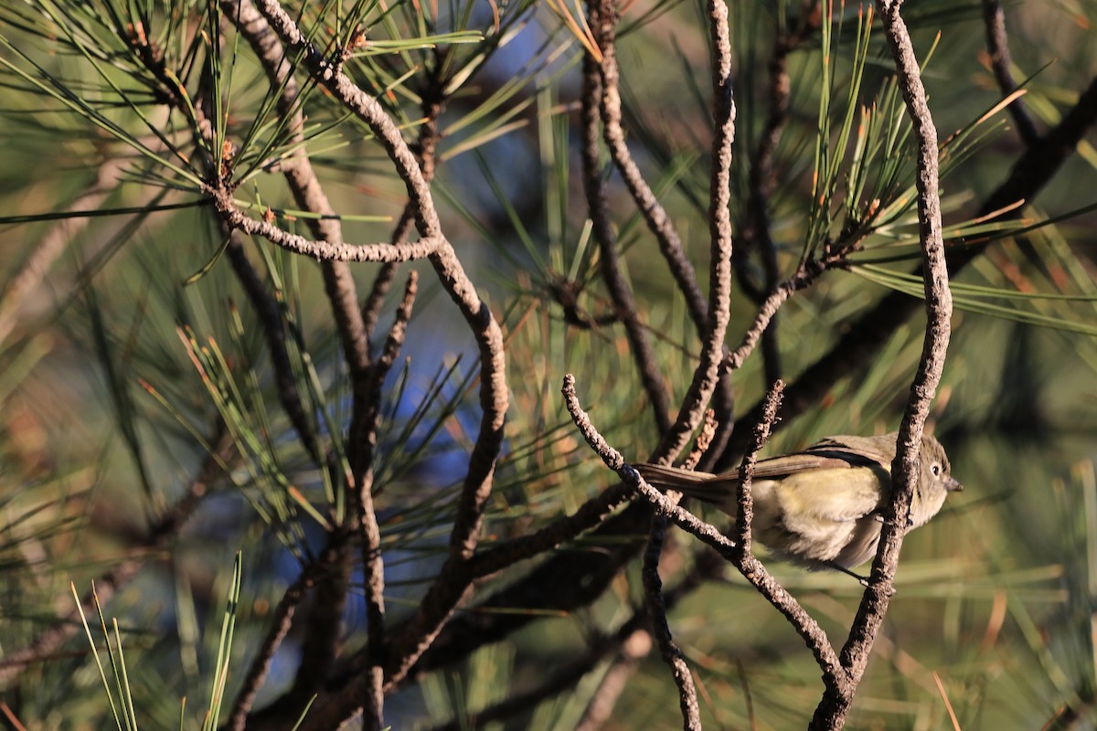 Cassin's Vireo - Hamoud Z.