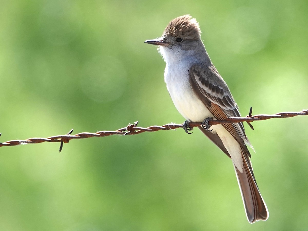 Ash-throated Flycatcher - Peter Williams