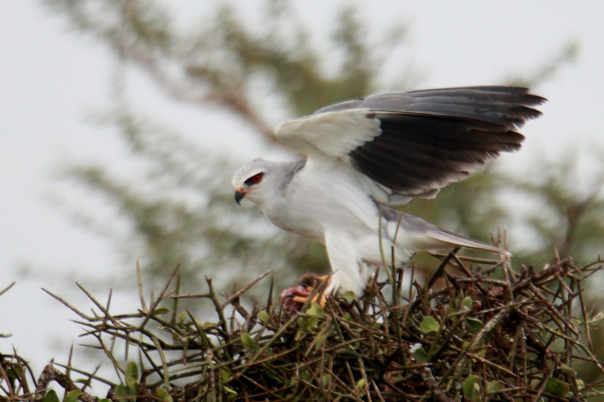 Black-winged Kite - James Apolloh ~Freelance Tour Guide