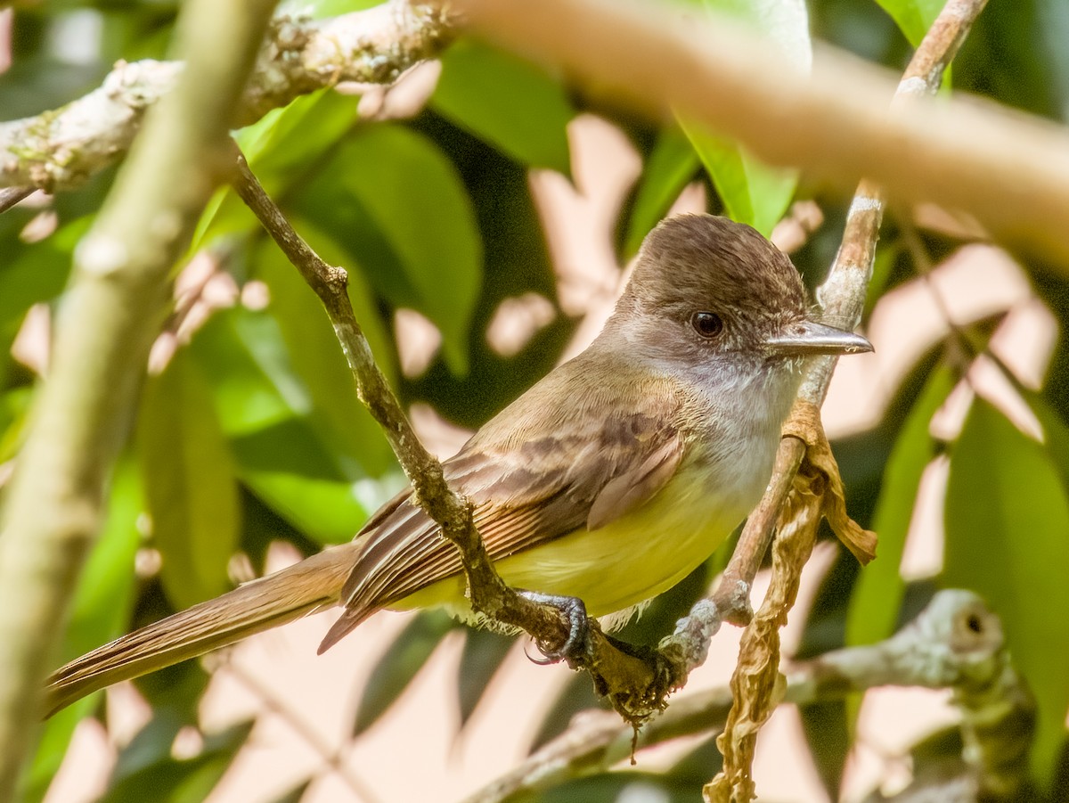 Dusky-capped Flycatcher - Imogen Warren