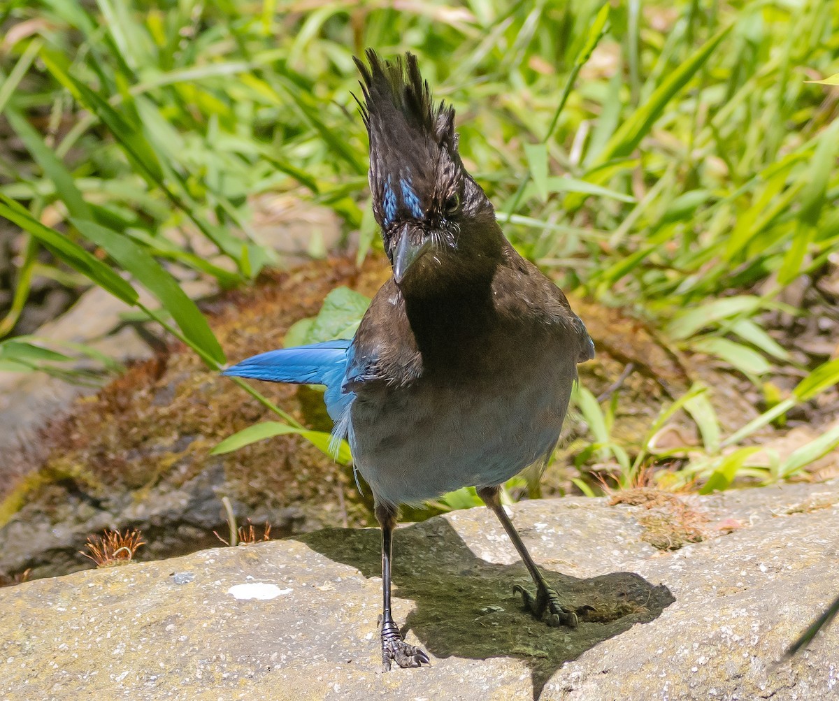 Steller's Jay - Arnold Joe