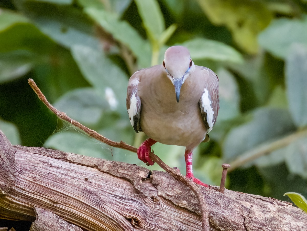 White-winged Dove - Imogen Warren