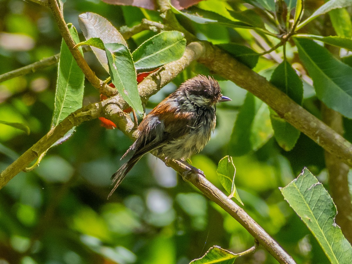 Chestnut-backed Chickadee - Arnold Joe