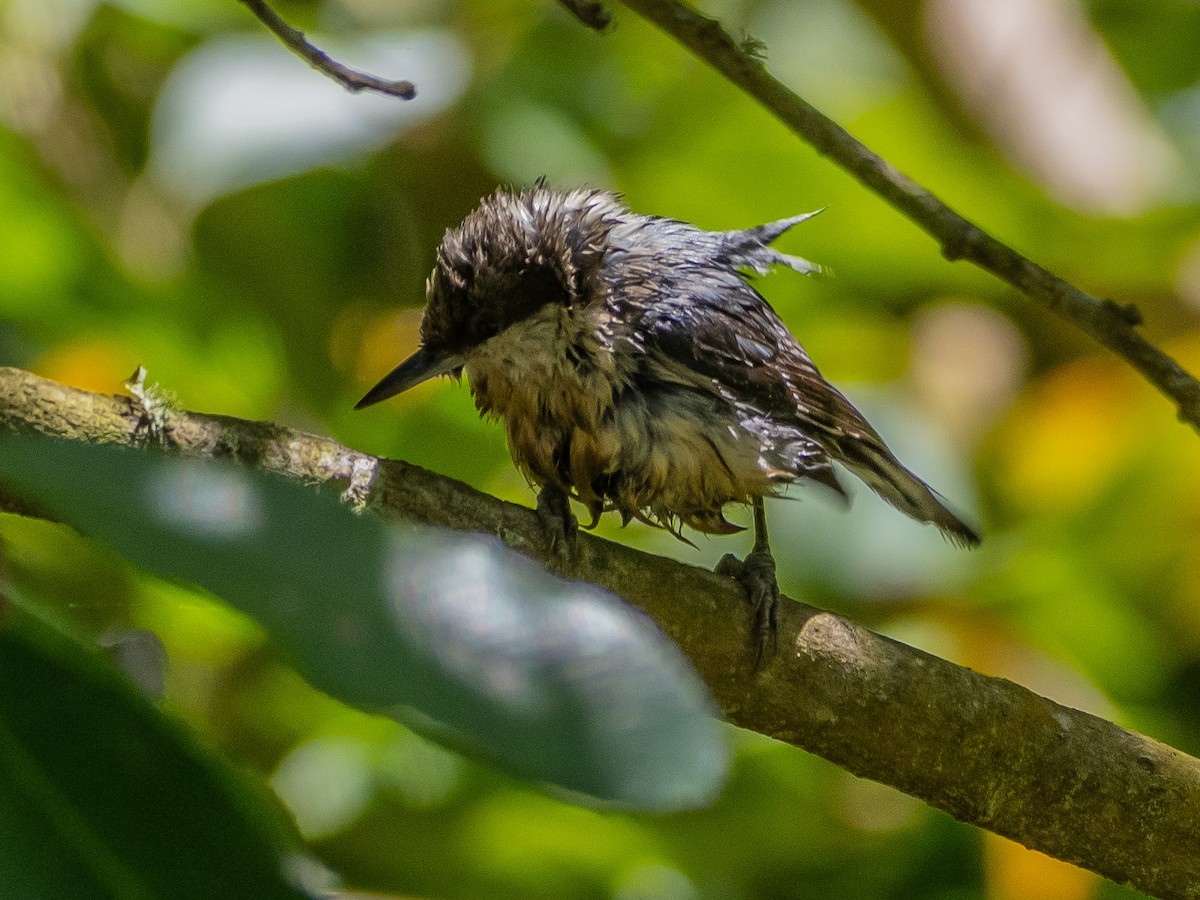 Pygmy Nuthatch - Arnold Joe