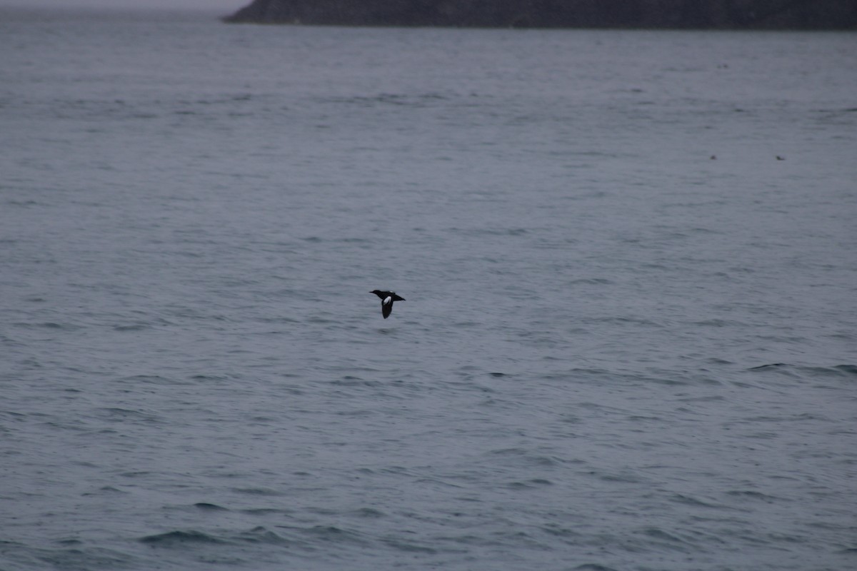 Pigeon Guillemot - Drew Check