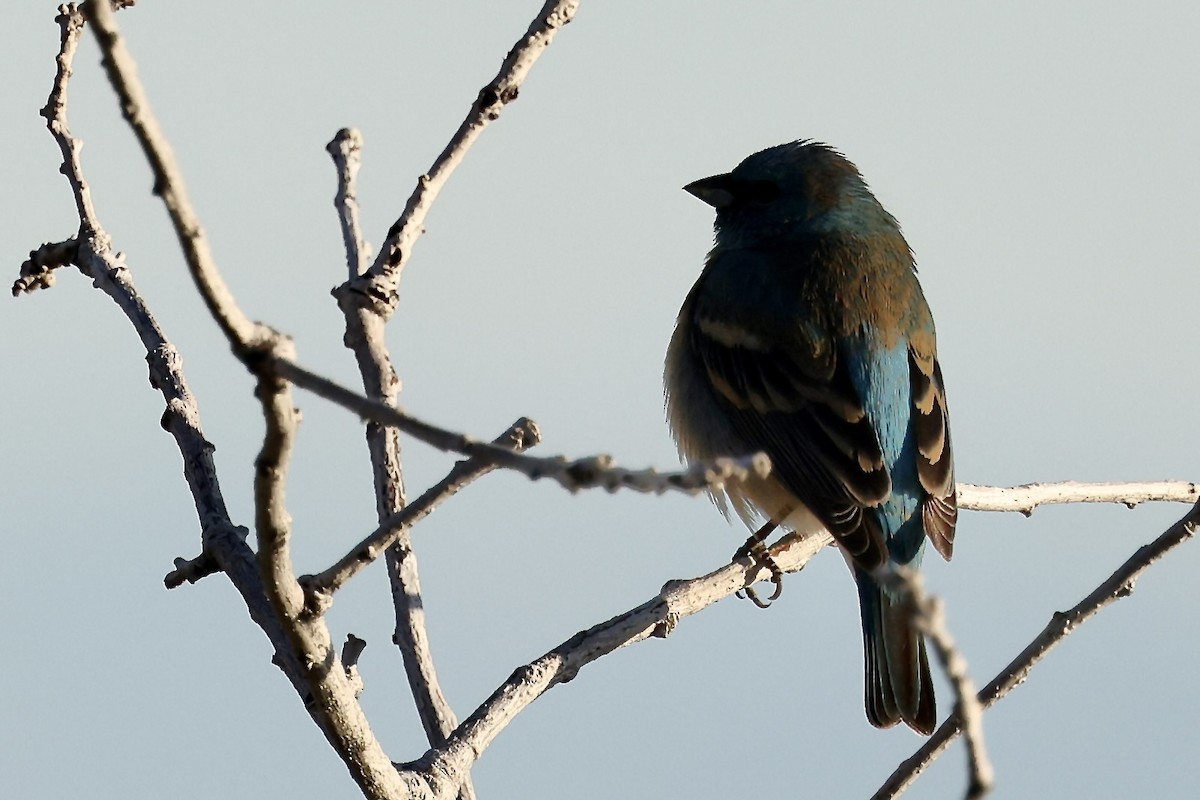 Lazuli Bunting - Karen Barlow