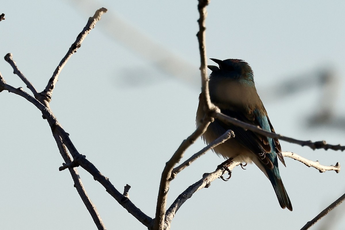 Lazuli Bunting - Karen Barlow