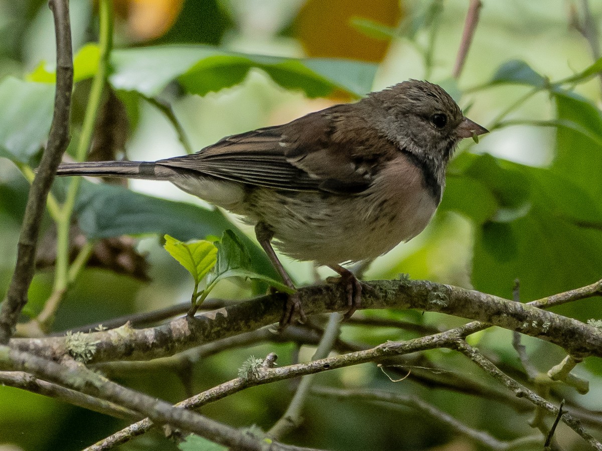 Dark-eyed Junco - Arnold Joe