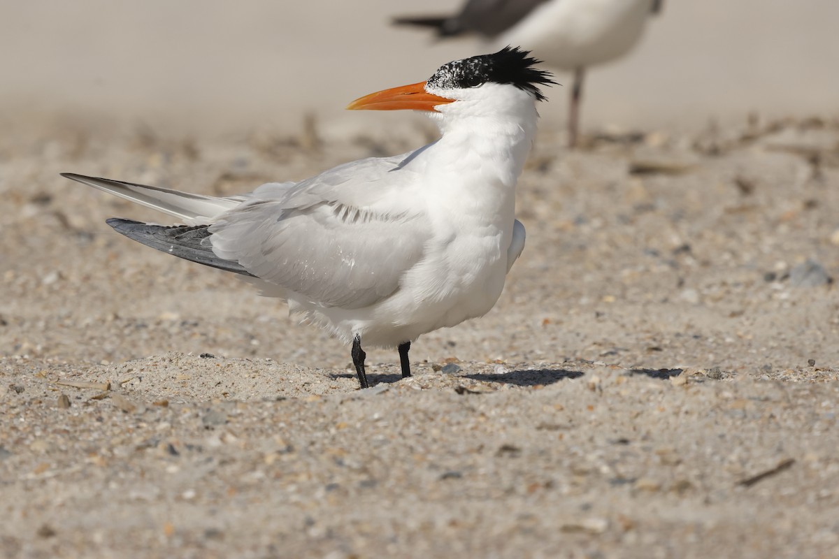 Royal Tern - Jeff Taylor