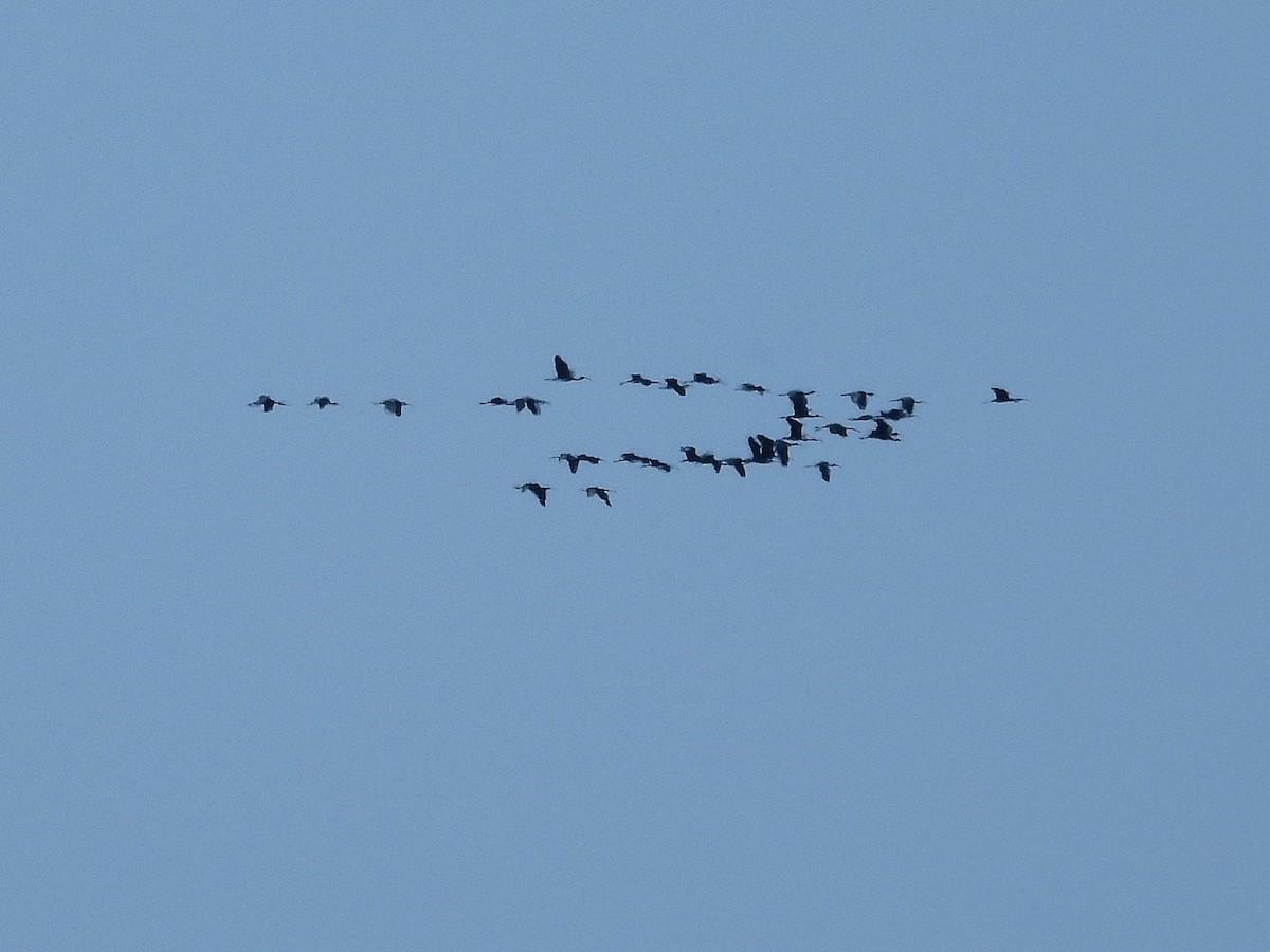 Glossy Ibis - Jenny Marichal