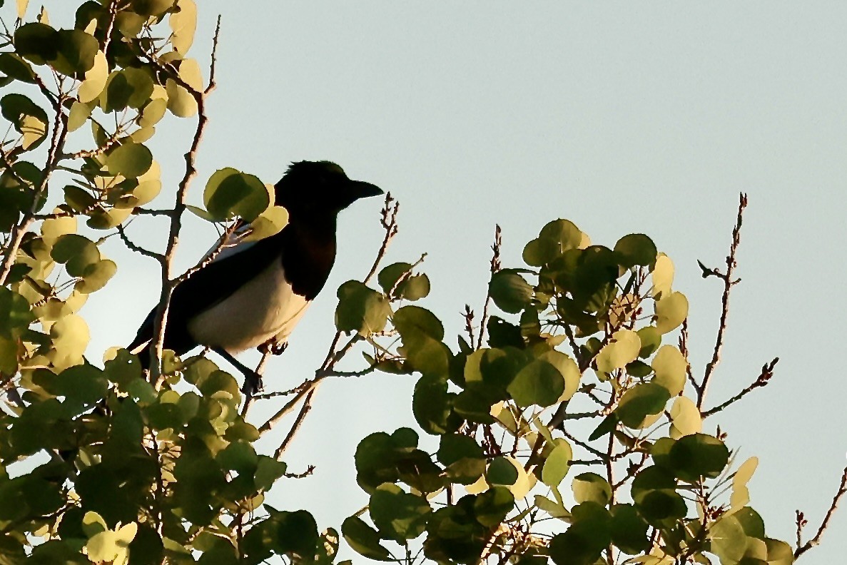 Black-billed Magpie - Karen Barlow