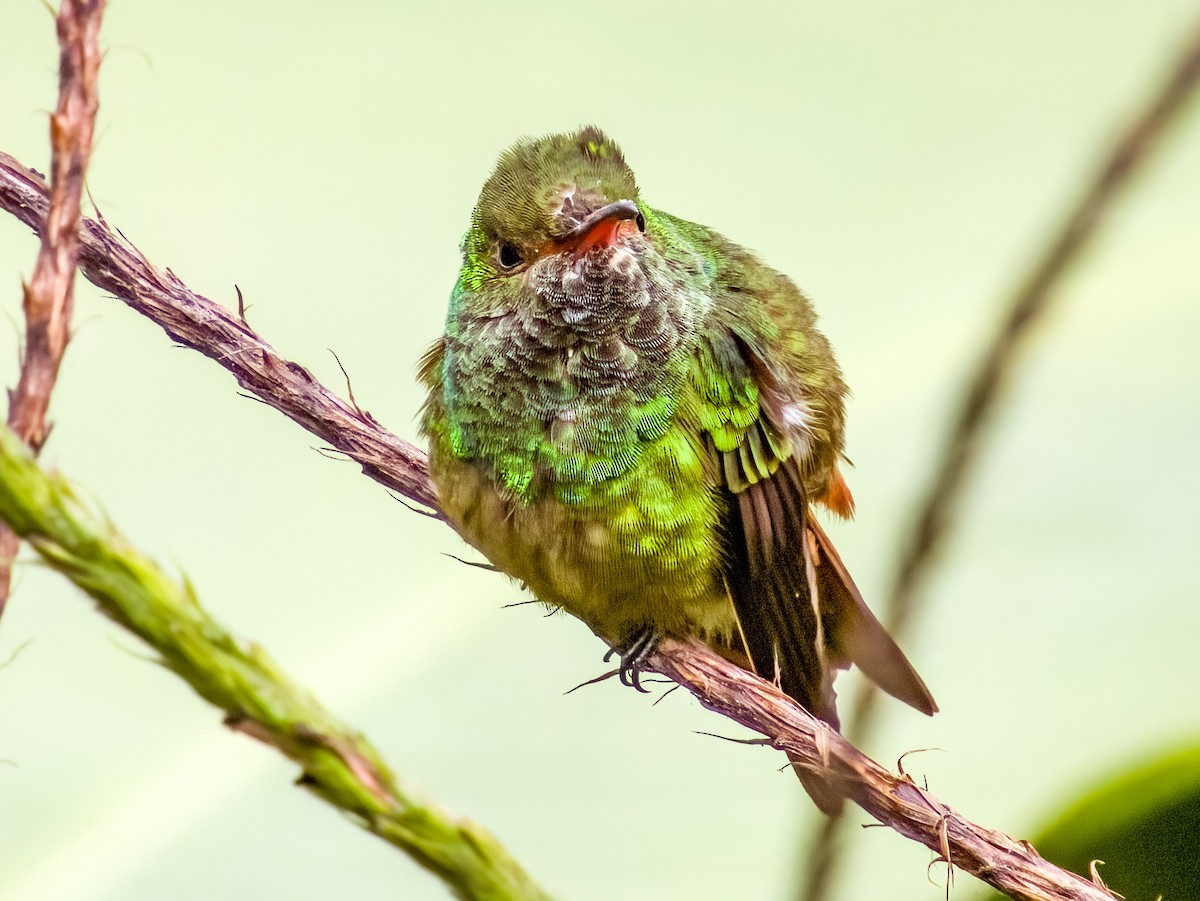 Rufous-tailed Hummingbird - Imogen Warren