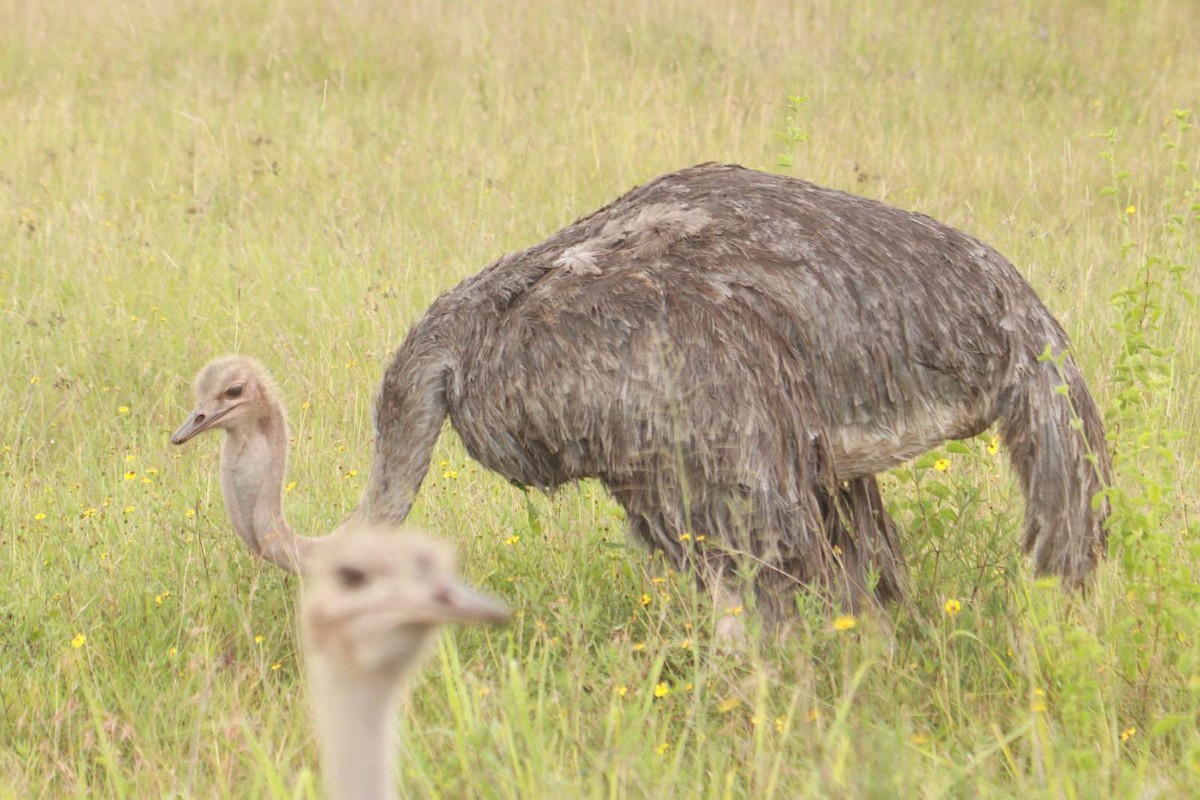 Common Ostrich - James Apolloh ~Freelance Tour Guide